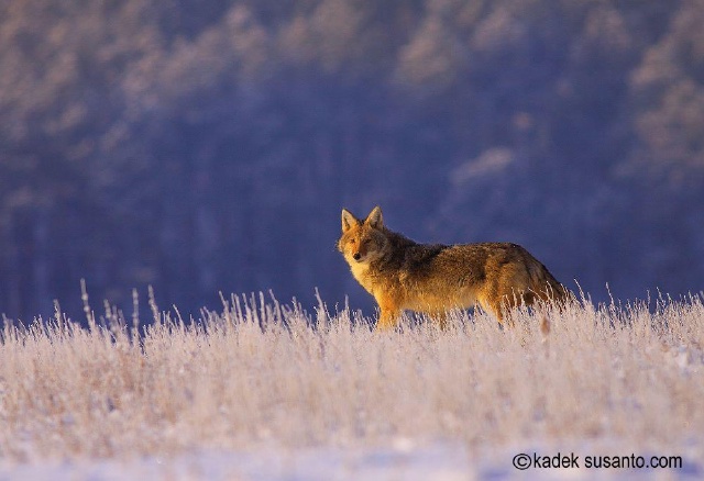 Black-Hills-SD/640x480_Coyote Black Hills.jpg